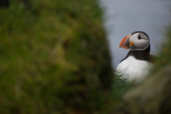 Puffin - 01