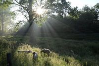 Moutons au soleil