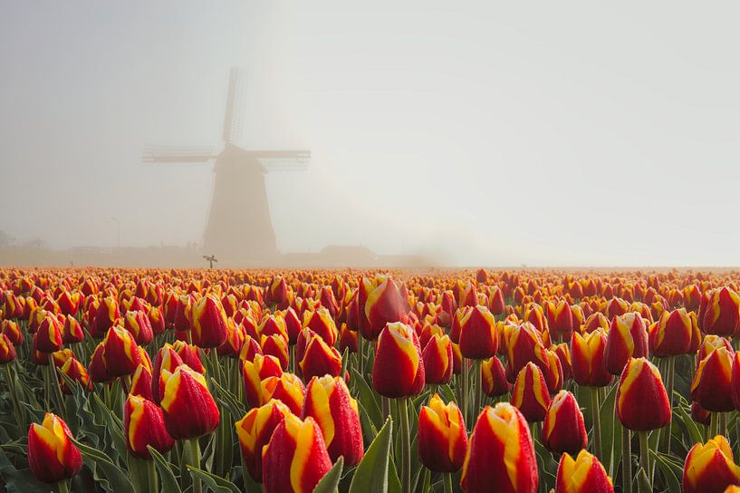 fog at the tulip field in obdam by peterheinspictures