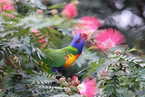 Regenbooglori (Trichoglossus moluccanus), Queensland, Australië