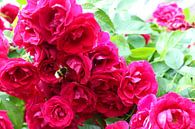 rozen met hommel by Frans Versteden thumbnail