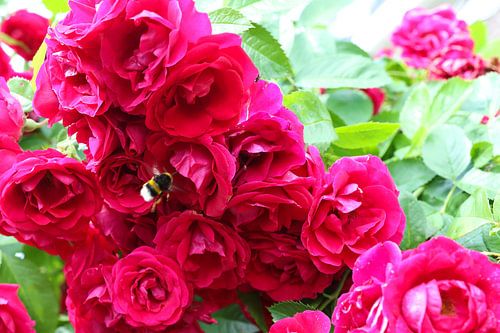 rozen met hommel
