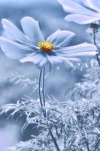 Cosmea