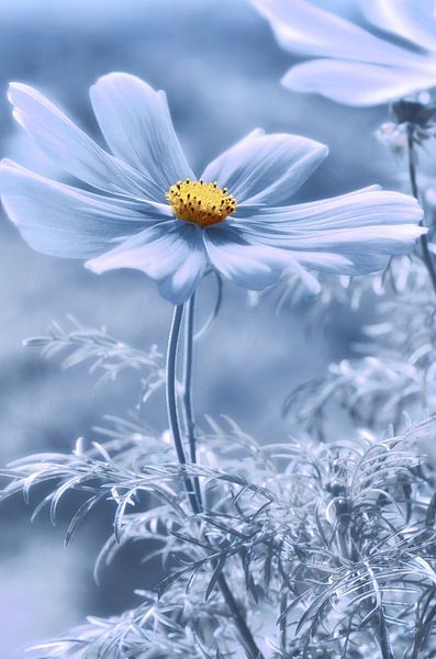 Cosmea von Violetta Honkisz
