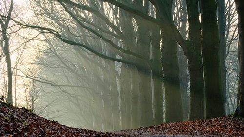 Beukenlaan, Oudemirdum van Sabrina de Vries