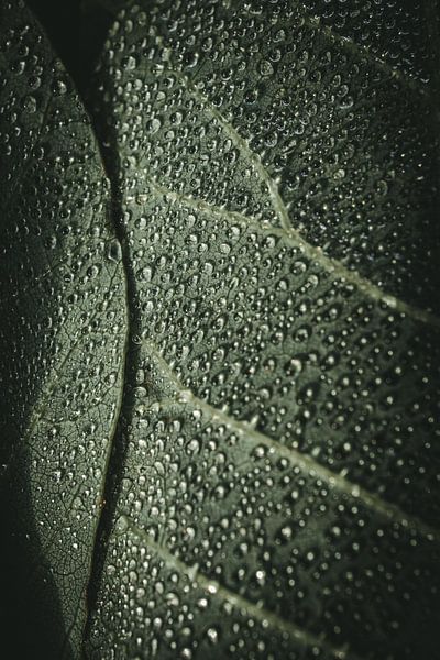 Leaf with dewdrops by Jan