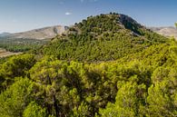 Mit grünen Büschen bewachsener Hügel bei Cala Agulla auf Mallorca von Hans-Heinrich Runge Miniaturansicht