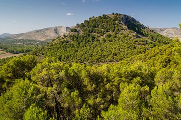 Mit grünen Büschen bewachsener Hügel bei Cala Agulla auf Mallorca von Hans-Heinrich Runge