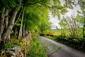 Schottland - Typische schottische Landstraße mit Steinmauer
