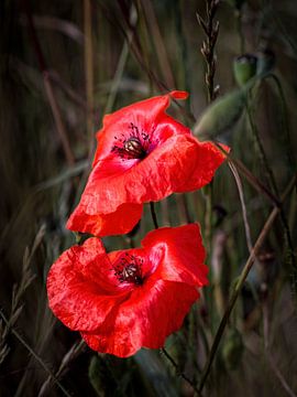 Poppies by Rob Boon