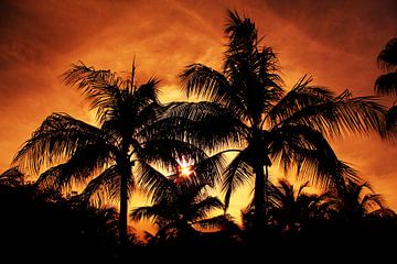 Tropical Sunset van Nikki de Kerf
