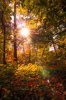 Herfst in het bos