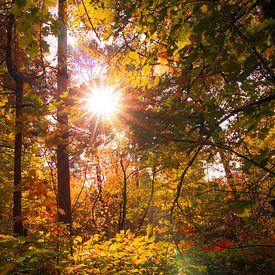 L'automne dans la forêt sur Sjors Gijsbers