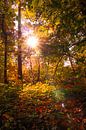 Herfst in het bos van Sjors Gijsbers thumbnail