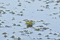 Grote groene kikker in een vijver