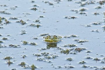 Grote groene kikker in een vijver