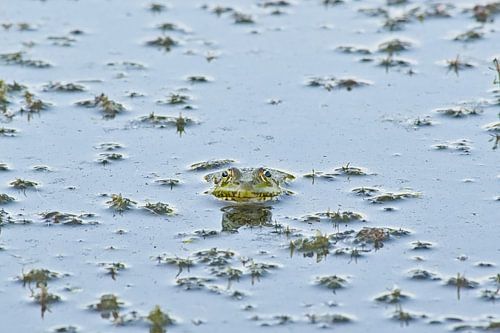 Großer grüner Frosch in einem Teich