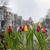 Tulipes d'Amsterdam sur Peter Bartelings