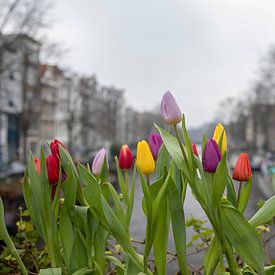 Tulpen uit Amsterdam van Peter Bartelings