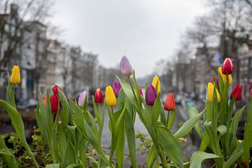 Tulpen uit Amsterdam van Foto Amsterdam/ Peter Bartelings
