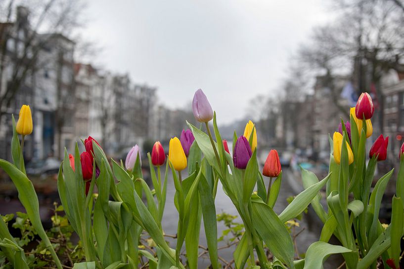 Tulpen aus Amsterdam von Foto Amsterdam/ Peter Bartelings