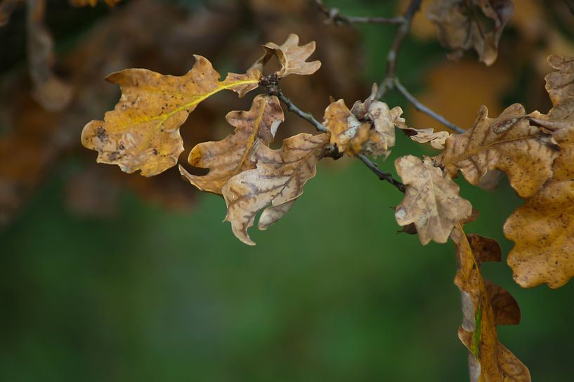 Herbstbraun von Niek Traas