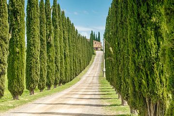 Cipressen bomen in Toscane Italie. van Menno Schaefer