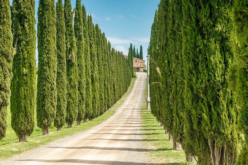 Cypress trees in Tuscany Italy. by Menno Schaefer