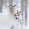 Portret van een wit rendier | Zweeds Lapland | Natuurfotografie van Marika Huisman fotografie