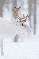 Porträt eines weißen Rentiers | Schwedisch Lappland | Naturfotografie