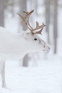 Portrait d'un renne blanc | Laponie suédoise | Photographie de nature sur Marika Huisman fotografie