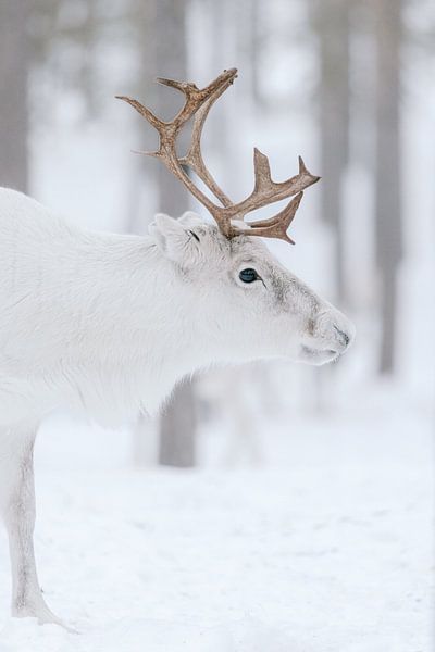 Portrait d'un renne blanc | Laponie suédoise | Photographie de nature par Marika Huisman fotografie