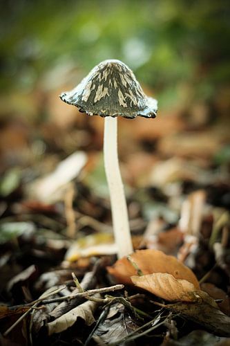 Natuurlijke Eleganties: Paddenstoel in Detail | Nederland | Natuurfotografie