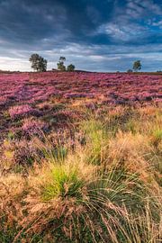 Blooming Heather plants in Heathland landscape during sunrise in by Sjoerd van der Wal Photography