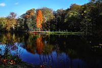 Pond in the park