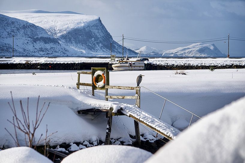 Winter landscape with heron on Godøy, Ålesund, Norway by qtx