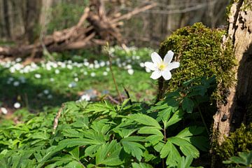 Bosanemoon, Anemone nemorosa van Alexander Ludwig