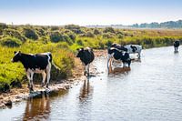 Cows free roaming