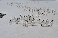 March of the penguins