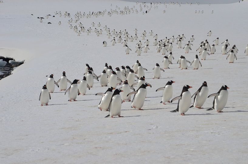 March of the penguins von Eric Veenboer