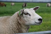 sheep