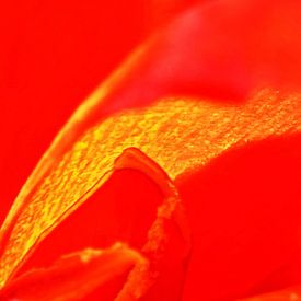 eine exotisch rote Canna Lilienblüte von Werner Lehmann