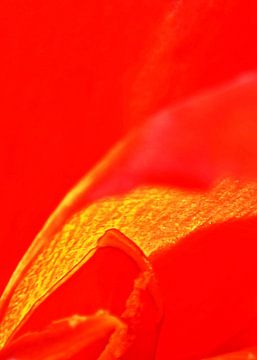 een exotische rode canna lelie bloem