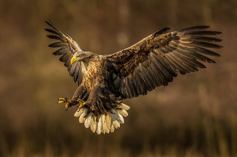 Here I come! by Robert Kok