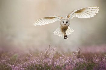 Kerkuil in de vlucht