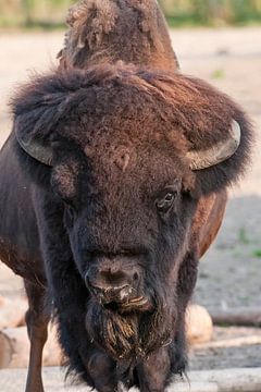 Bison : Tierpark Blijdorp von Loek Lobel