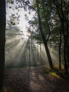Sonnenstrahlen