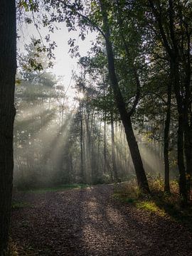 Zonnestralen