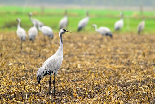 Crane birds resting and feeding in a field during autumn migration