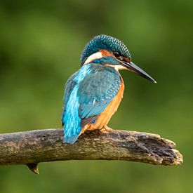 IJsvogeltje van Lies Bakker